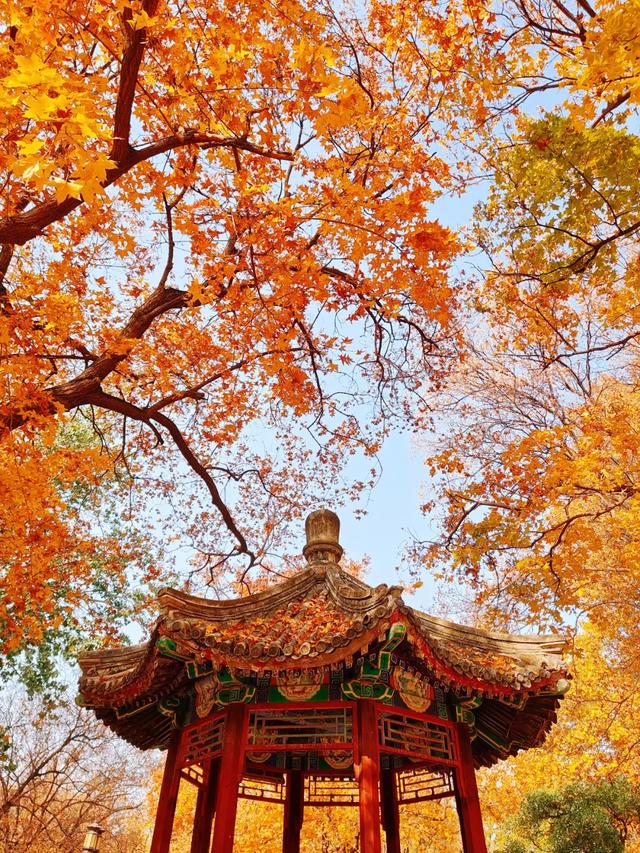 2025北京赏秋秘籍|避开人潮,独享紫禁城外的金色浪漫
