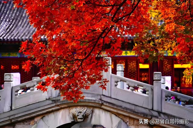 香山红叶摄影进阶：必须掌握这6个实战技巧，张张出大片成顶流