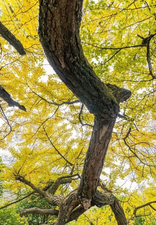 从街角到古村，一键解锁贵阳的秋日浪漫