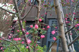 “只恐夜深花睡去，故烧高烛照红妆。”这是钟爱哪种花的诗句？图片