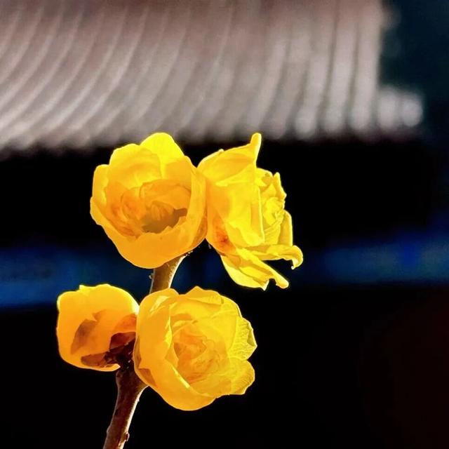 花开有时・四季有诗 | 冬享沂蒙过大年，临沂腊梅邀你赴一场暗香之约