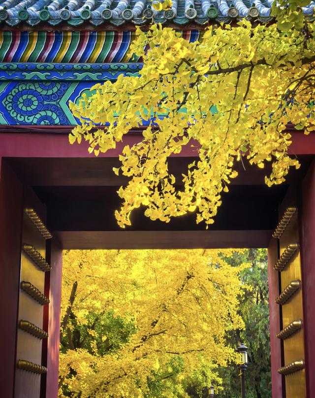 人间满目皆清欢，唯有银杏不负，秋金灿灿的银杏叶	，金灿灿的海洋