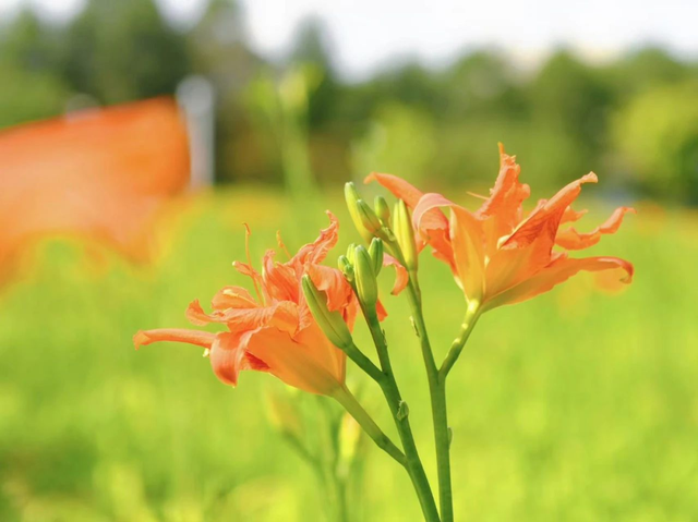 天香公园：荷花映日萱草醉 生态天香入画屏