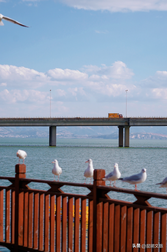 西山赏杏观鸥全攻略！40载人鸥情缘！3+8+N玩法承包冬日浪漫