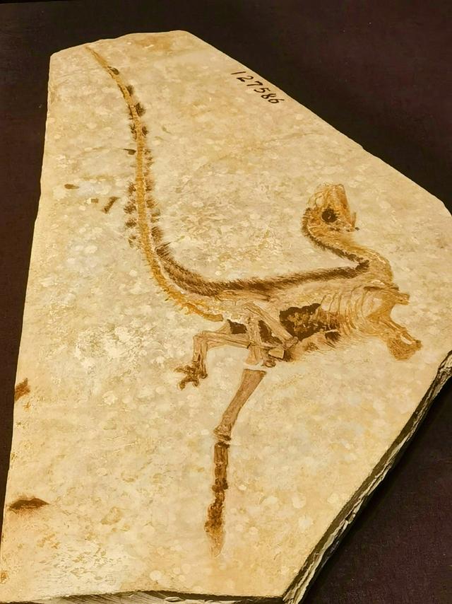 改写地球史，还能探火星？AI“听”到33亿年前岩石里的生命回声！