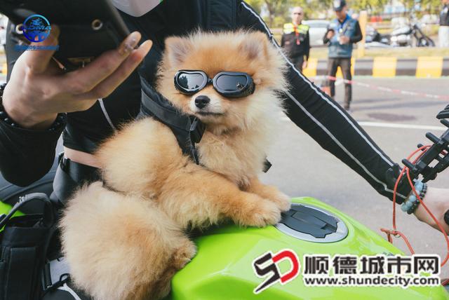 多图 | 太酷啦！第三届顺德机车文化节超燃“出发”！