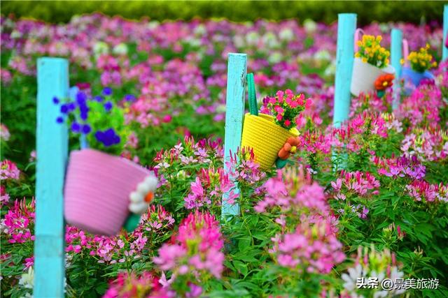 国庆邀约佛山卡玛花世界：在诗词花海中寻觅秋日情绪价值