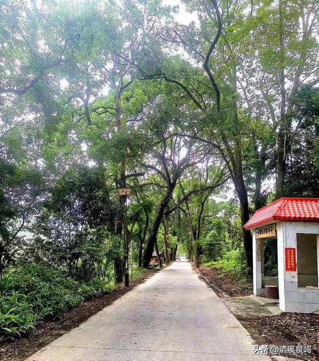 双柏连理处，情定九峰间