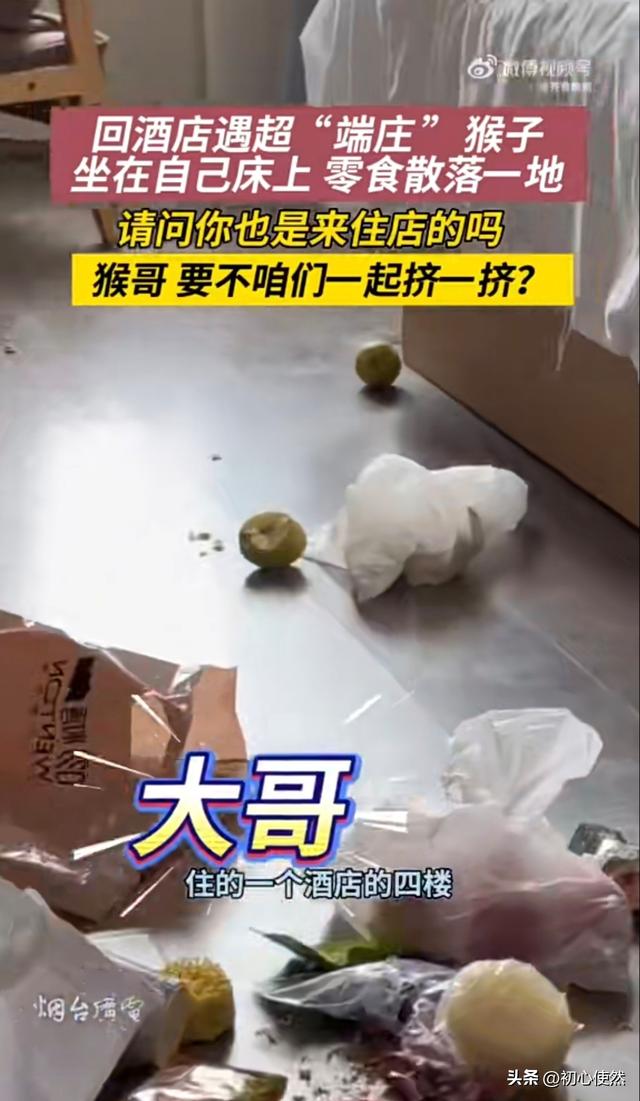 西藏酒店惊现“猴房客”！坐床吃零食，住客又怕又爱