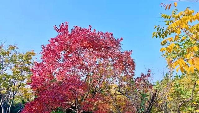 寻美薛城丨初冬最美的树！红叶似火满树红，乌桕树便是季节打翻的调色盘！