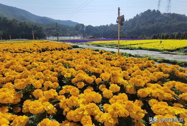 国庆假期去佛山卡玛缤纷花世界，共赴一场花开时节又逢君的约会