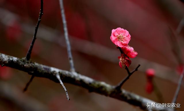 梅花迎冬开 美景入画来