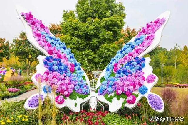 光谷菊展今起在鸡公山公园举行,各色“顶流”争奇斗艳等你打卡,持续至11月30日