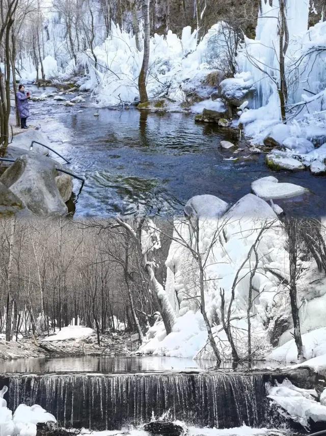 北京又一天然冰场迎客！蜡梅进最佳观赏期！