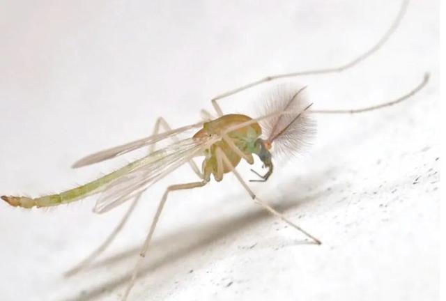 雪地惊现“反季蚊子”！蚊子“变异”已出现抗寒性？