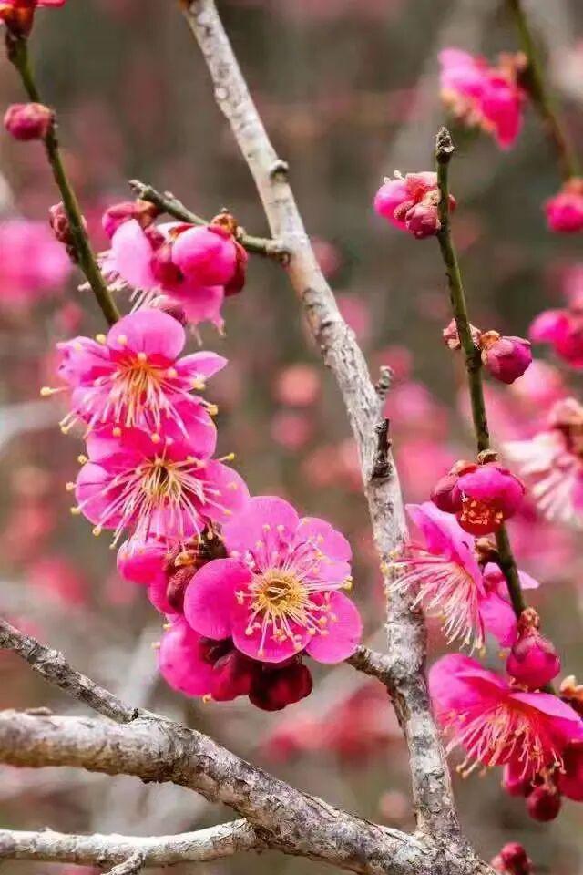 赏花 │ 去贵州农博园开启一场“寻梅之旅”！