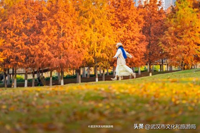 武汉这片杉树林，喀纳斯啊你！