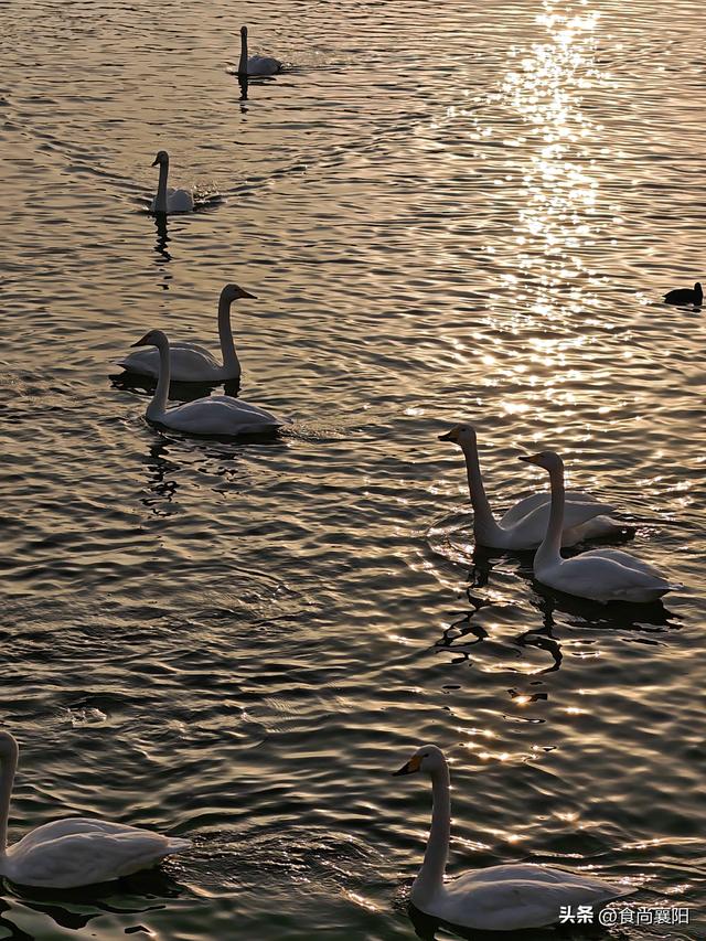 水与墨的交界：天鹅之城，三门峡六记