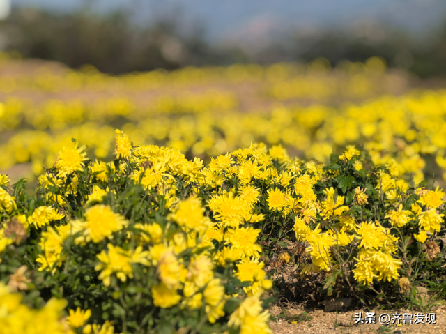 崂山赏秋攻略出炉！快收藏！（内附赏秋地图）