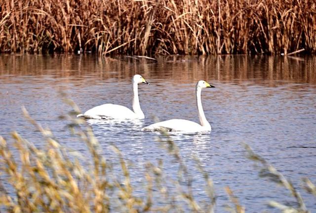 黑河湿地美景喜迎越冬“贵客”陆续抵达