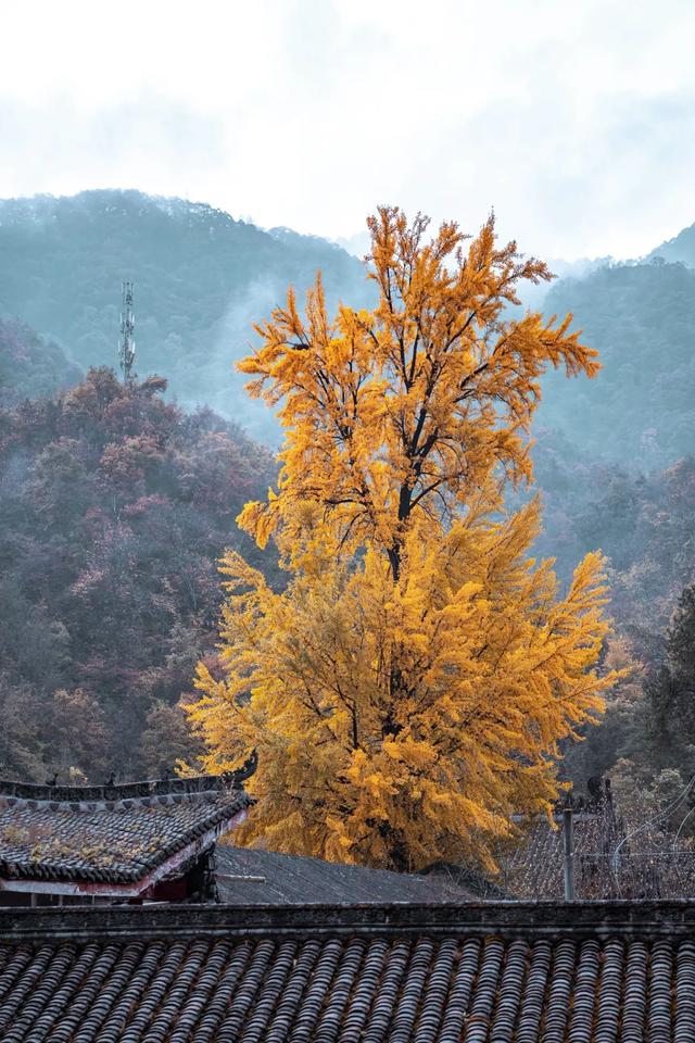 谁说秋天只有凋零？紫柏山两日游攻略来了！