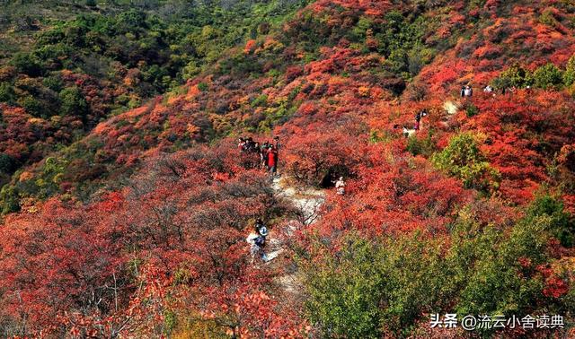 黄栌，被称为“皇帝树”，是它撑起香山红叶的美，秋天的颜值担当