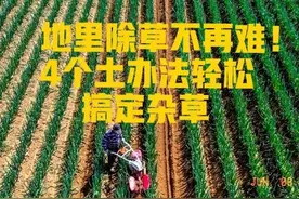 地里除草不再难！4个土办法轻松搞定杂草，省钱又省力图片