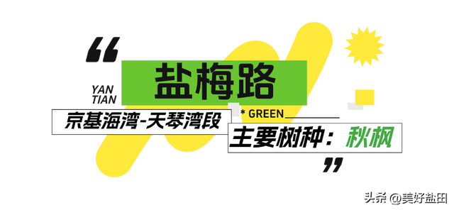 盐田林荫道，永远是封神的存在