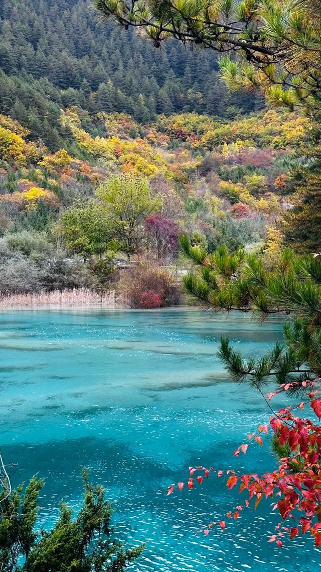 【今日九寨沟】秋季彩林最后的盛宴，明年再见！