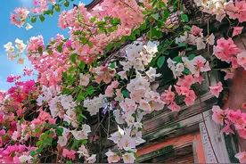 多年之后才发现，被无数人吹捧的“三角梅”，就是一个“大坑货”图片