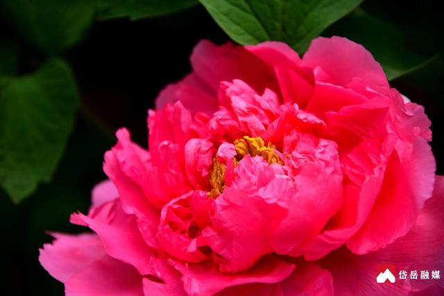 春已至 花正浓 来岱庙 赏牡丹