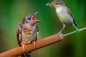 带孩子学好语文—小学生必背文学常识---杜鹃鸟，杜鹃啼血图片
