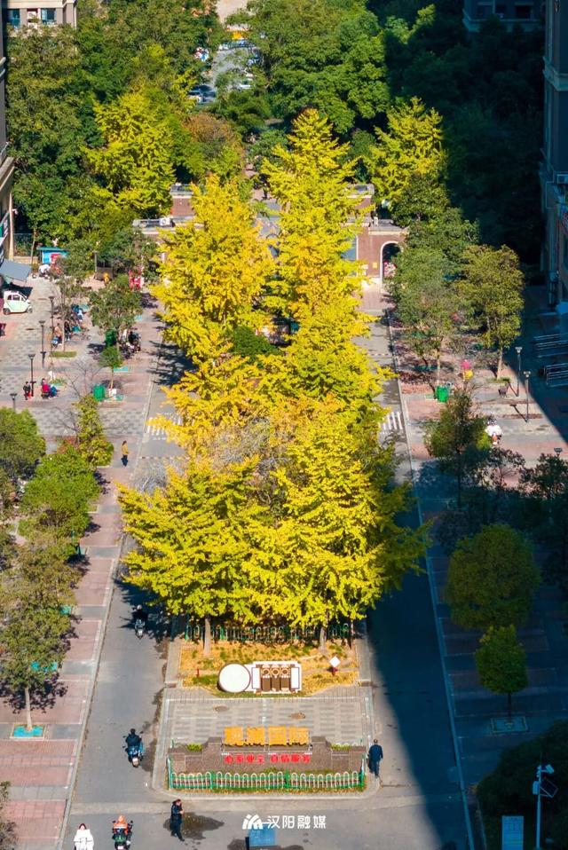 限时绝美！汉阳全城颜值巅峰，零换乘直达