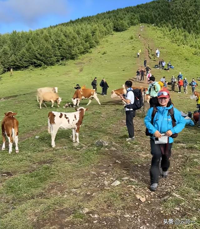 游客徒步遭牛群踩踏后续：景区回应，真相曝光后，网友直呼太活该