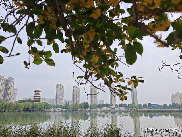 古城云梦：重阳桂花艳 千年古韵香