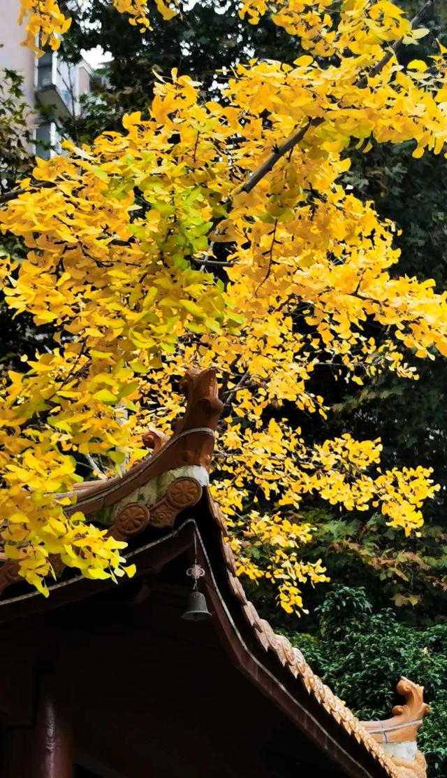 银杏拍照指南！10个出片宝藏地+3个手工教程，手把手教你出片！