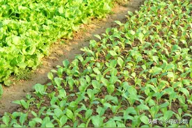 什么蔬菜可以一年四季种植？这几种可以常年分批种植，天天吃新鲜图片