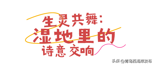 实拍大片！西海岸这片红海滩太红红红红了