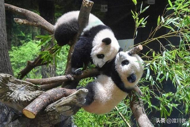 日本遭中方重拳后，高市撤回了言论？外交部直接打脸，自欺欺人