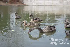 黑天鹅“六胞胎”齐亮相 吴江芦荡湖公园上演“天鹅湖”图片