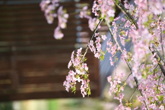 清晨7点的鼋头渚，美爆了