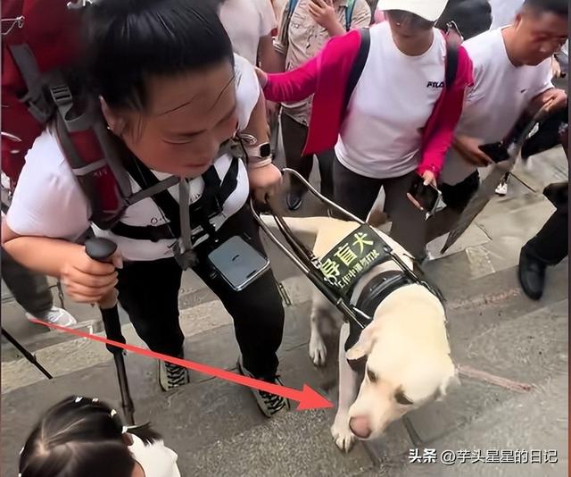带导盲犬爬山后续：女主渴望被理解，坦言自己没错，澄清不是夫妻