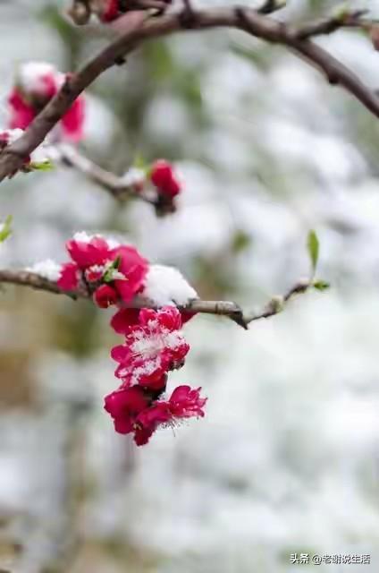 5点04分大雪，老话“不怕大雪雪，最怕大雪晴”	，大雪晴啥说法？
