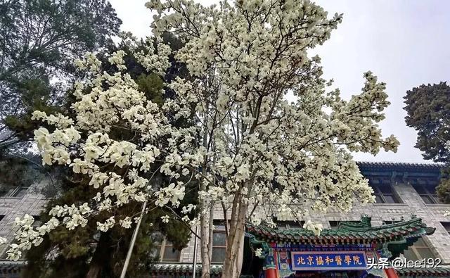 细赏王府系列之—雨中协和（49）《13》