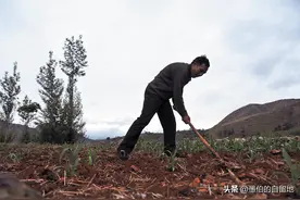 那年，我去县城买母猪时，结果闹出了一个天大的笑话图片