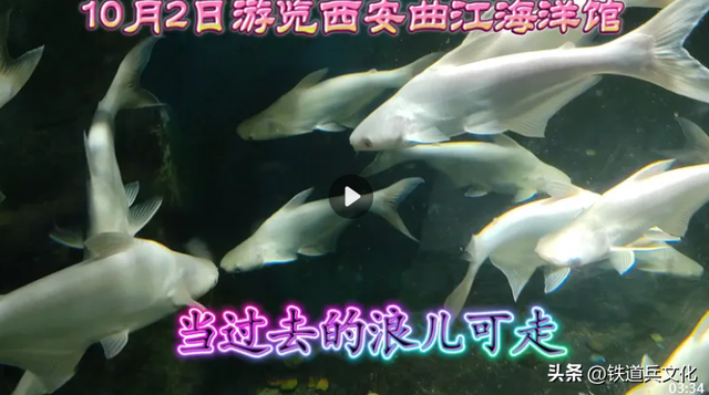 查新年||首次游览曲江海洋馆
