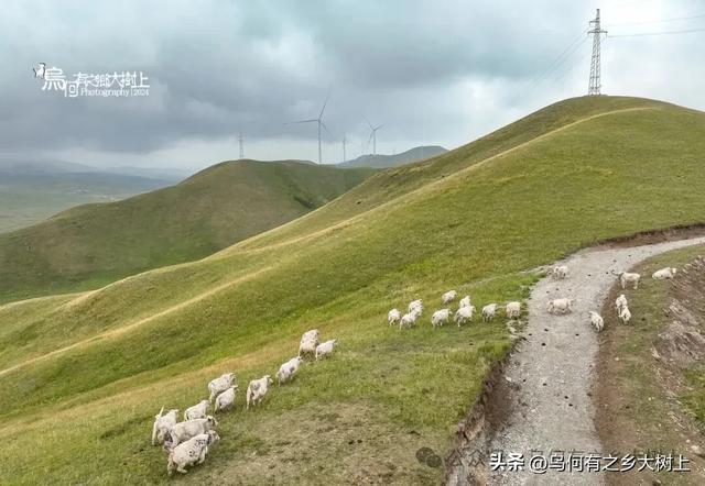 沿着338国道,从古浪县进入天祝县藏区,山谷里全是牦牛