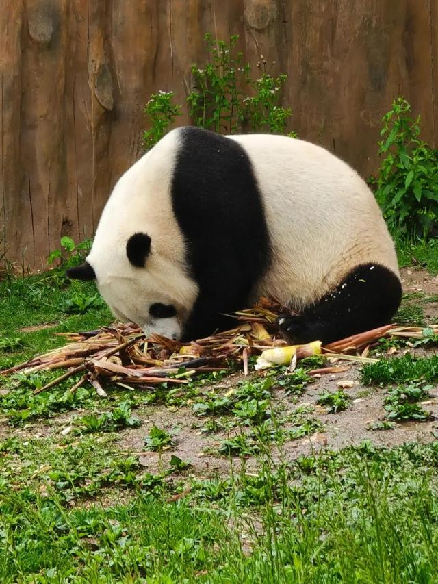 西安向南45分钟！小城撸熊猫、溯溪、看云、发呆，还藏了秦岭第一抹秋色