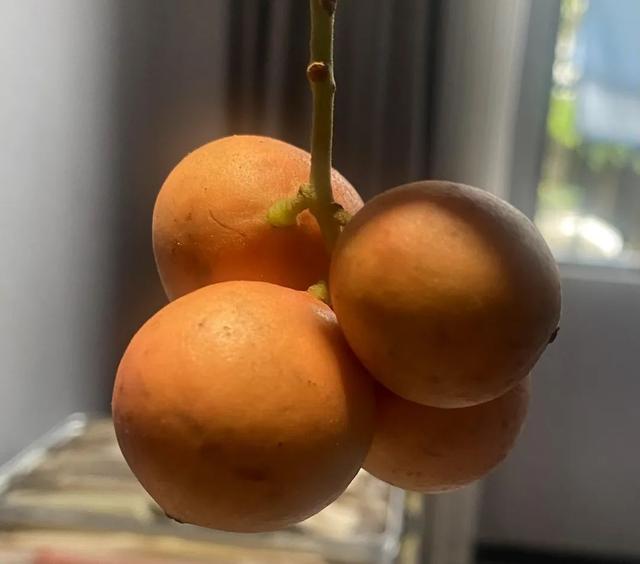 见广记2：香蕉花开