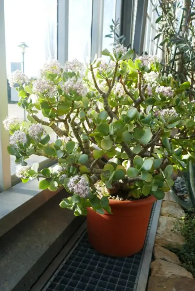 家里这8种特常见的盆栽绿植，只有极少花友看过它们开花